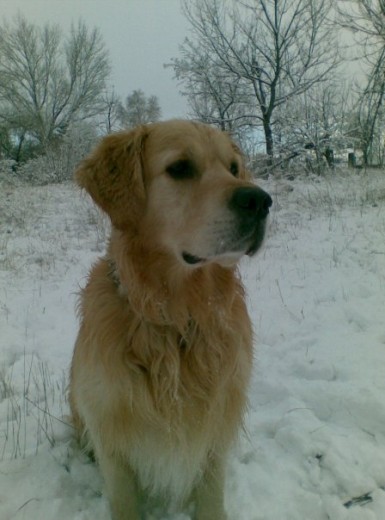 Le vuelve loco la nieve Le vuelve loco la nieve